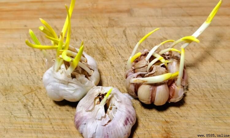 蒜子發芽了還能吃嗎？正確判斷與食用建議