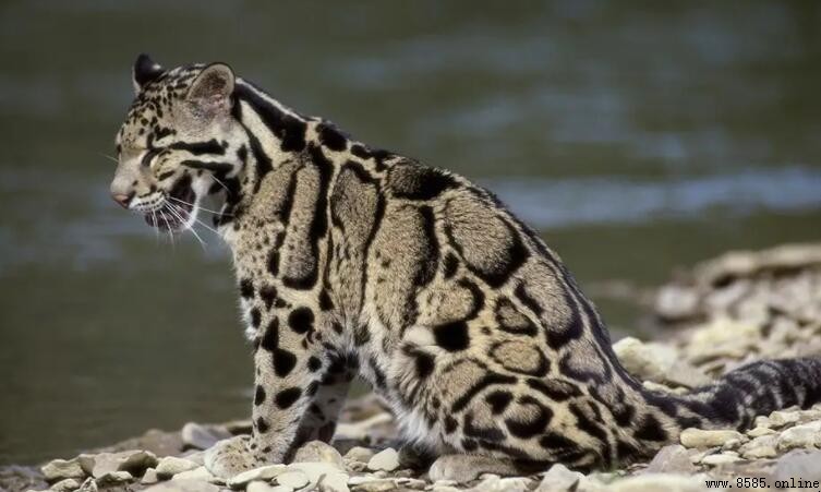 雲豹屬於什麼動物?解析其分類、特徵與分布