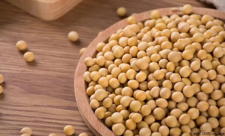 黃豆是否屬於大豆?解析两者的關係