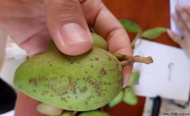為什麼芒果未熟就出現黑斑?原因解析與預防方法