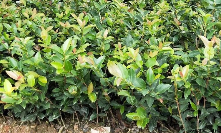 油茶苗主要品種介紹
