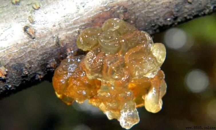 松香是晶体吗？解析其非晶体特性