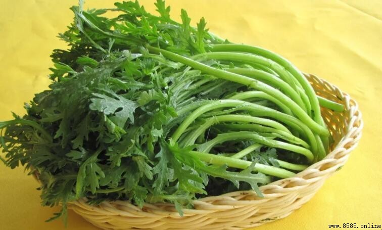 泥蒿與茼蒿的差異解析