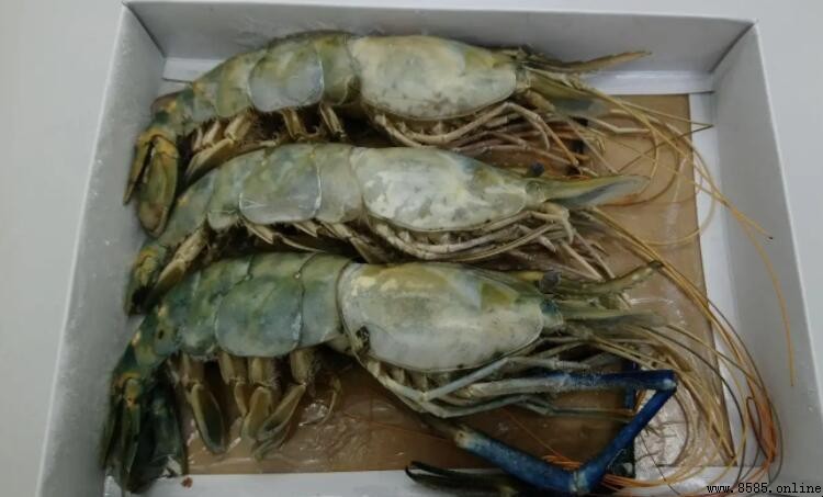 大頭蝦可以冷凍嗎?海鮮保存指南