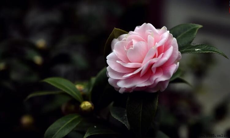 山茶花開花季節解答:冬季與春季的絕美時刻