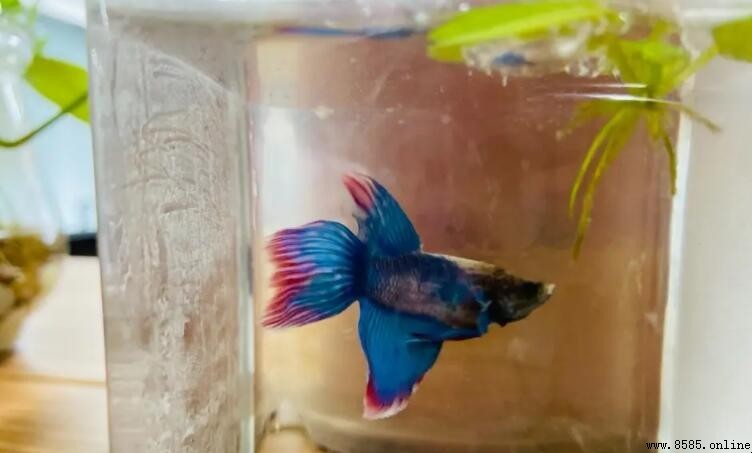 斗魚養護指南：怎麼養才不容易死