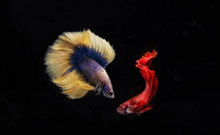 斗魚能否與其他魚混養？完整解析與建議