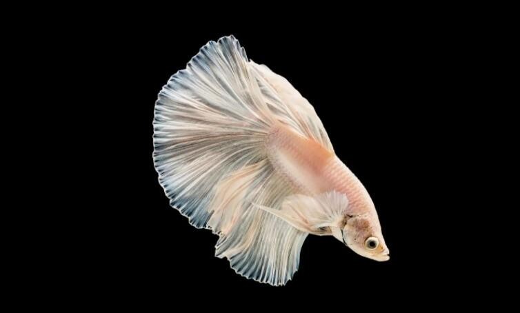 中國斗魚好養嗎？品種、習性與飼養要點解析