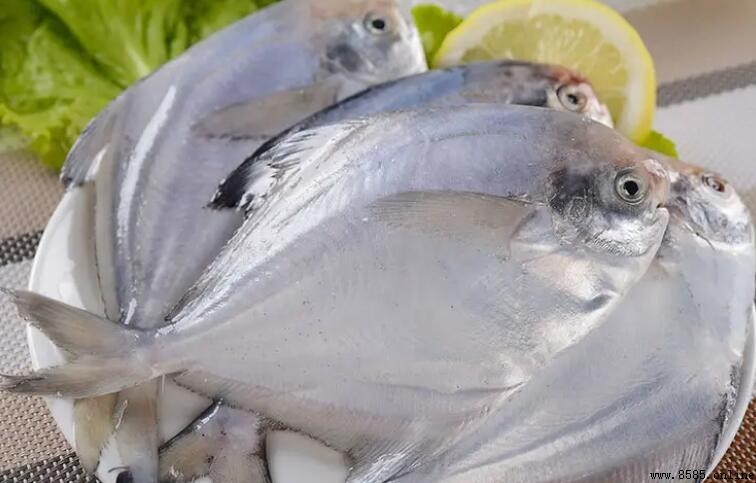 扁扁的魚叫什麼魚？揭秘銀鯧魚
