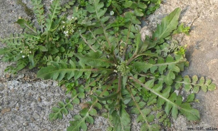 春天常見野菜大公開:5種值得品嘗的春季美味