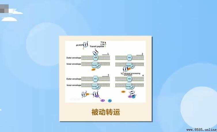 被动转运的类型解析