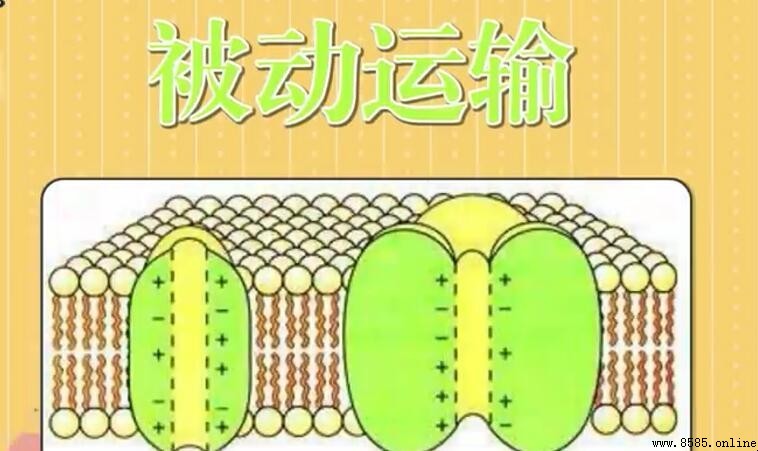 主动运输与被动运输的区别