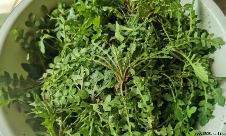 荠菜屬性解析:究竟是涼性還是熱性?