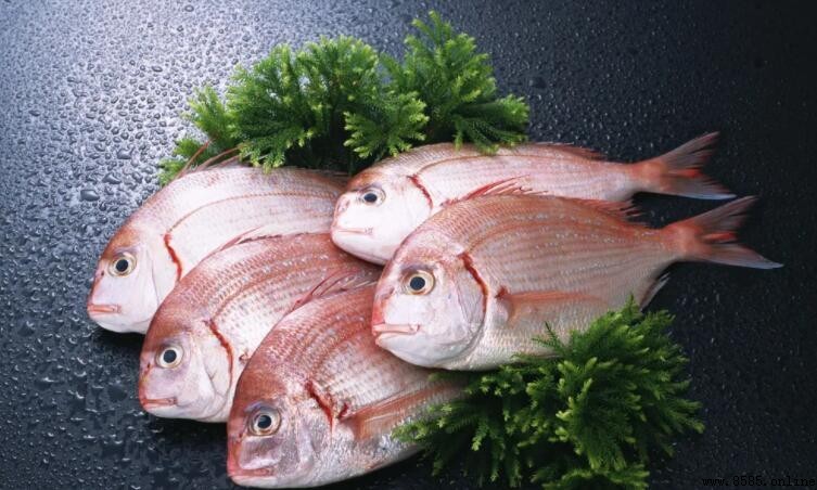 加吉魚是海魚還是淡水魚?