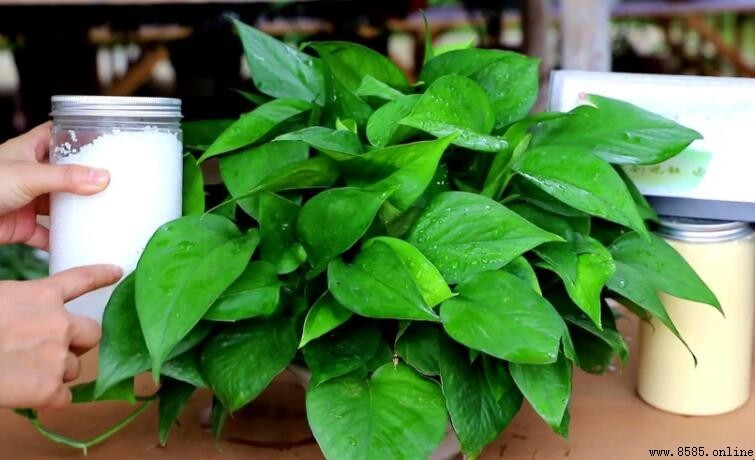 綠蘿能夠去除甲醛嗎？科學解析植物的空氣淨化效果