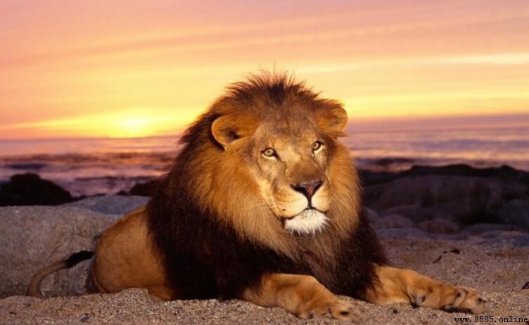 獅子是群居動物嗎？解析獅子的群居習性與家庭結構