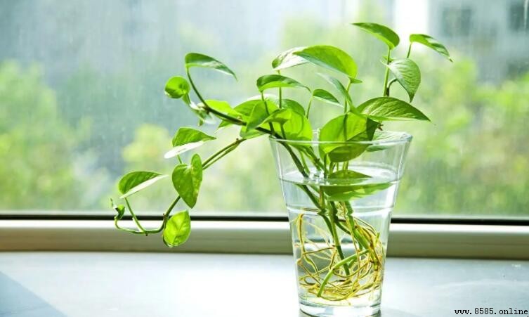 綠蘿會開花嗎?解析其生長特點與觀賞價值