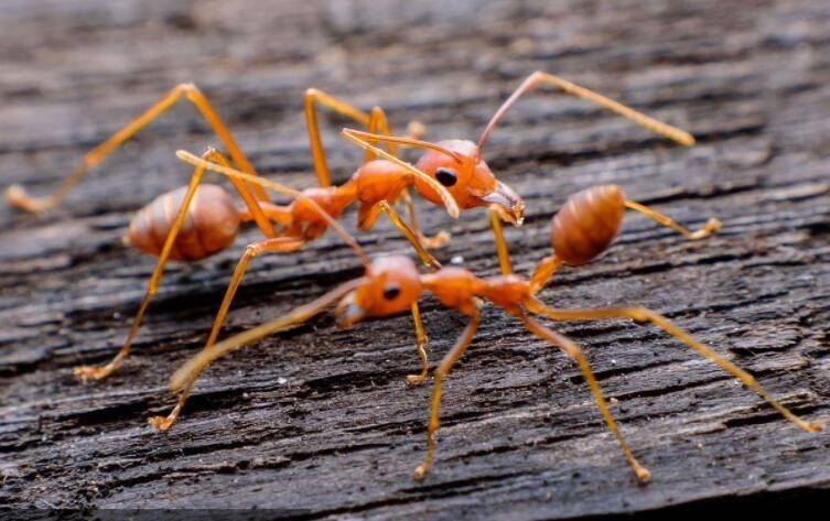 家中出现小红蚂蚁的原因解析