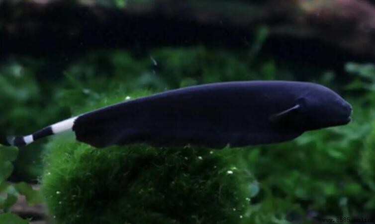 魔鬼刀魚的飲食習性：它們吃什麼？