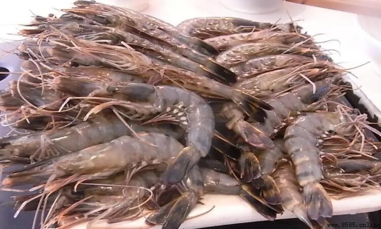 基圍蝦不能和什麼一起吃？9大禁忌食物注意