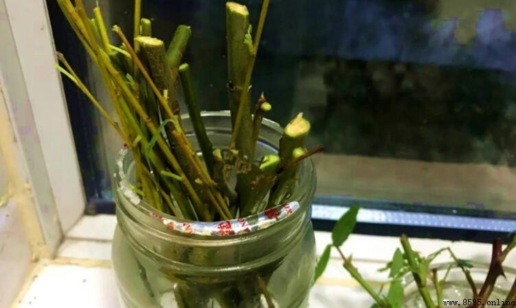 柳樹枝泡水能生根嗎？