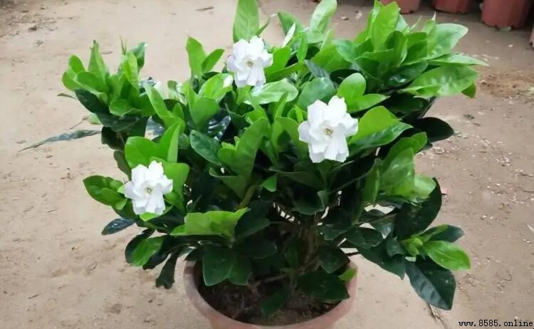 大葉栀子花一年開幾次?一次花期揭秘與栽養要點