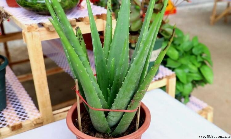蘆筍不能和什麼一起吃?食物搭配禁忌與原因解析