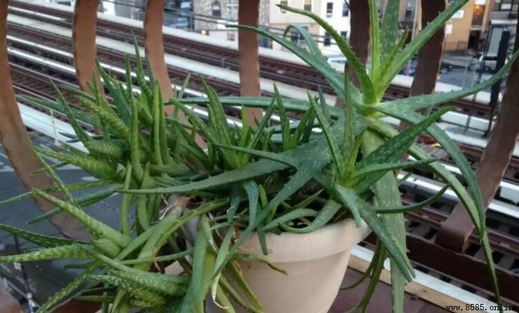 蘆荟生長緩慢的原因解析