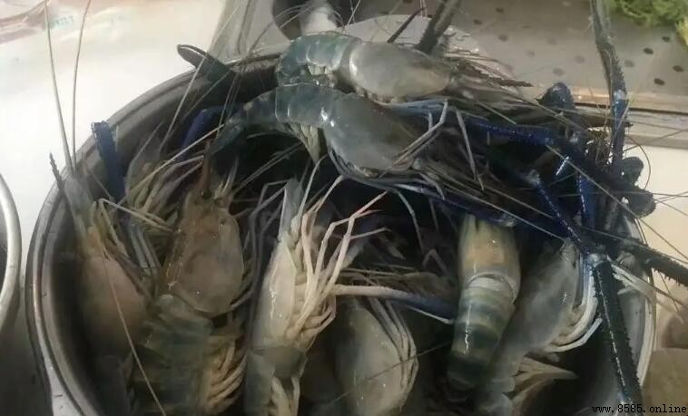 大頭蝦是海蝦嗎？解析其來源與營養價值