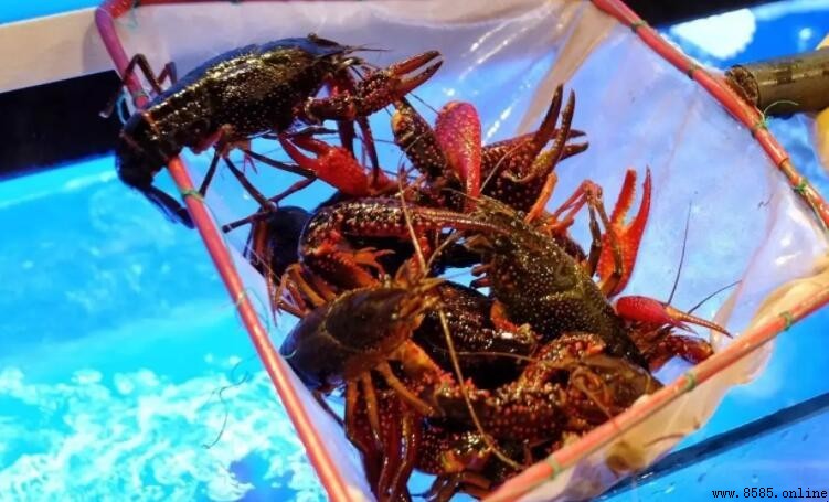 小龍蝦清洗後怎麼保存才新鮮