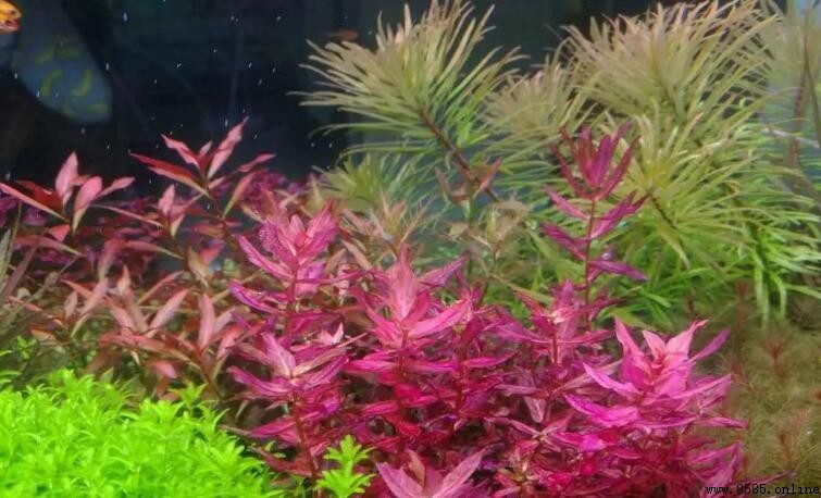 紅波水草養護指南：好養嗎？