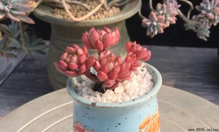 紅寶石多肉的花語與意義
