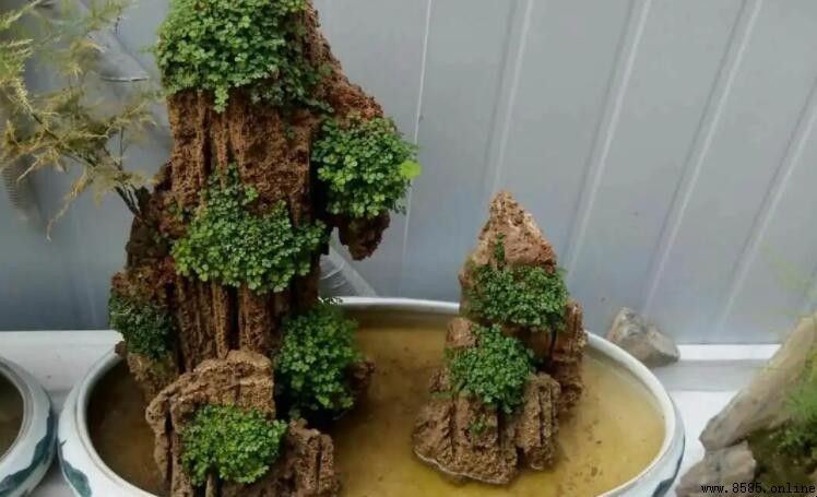 上水石盆栽:6種最適合的綠色植物推薦