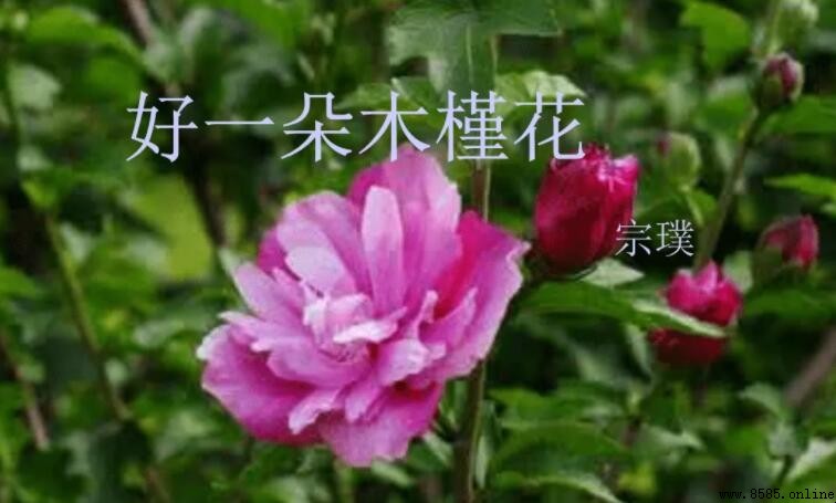 《好一朵木槿花》讀後感怎麼寫 - 範文與心得分享