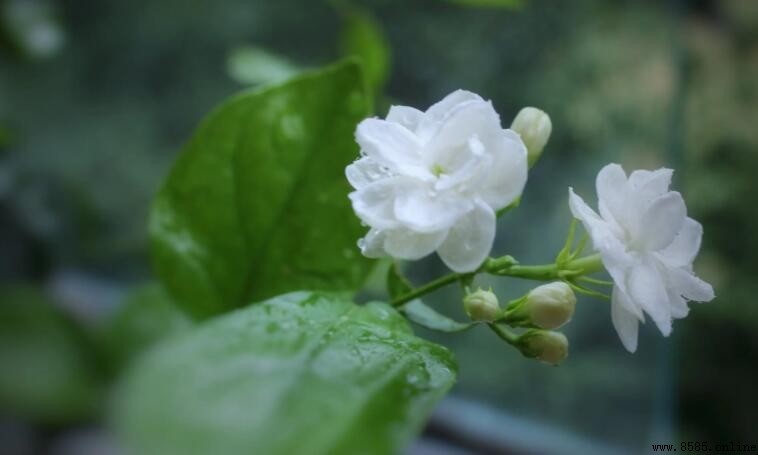 《好一朵美丽的茉莉花》歌词是什么
