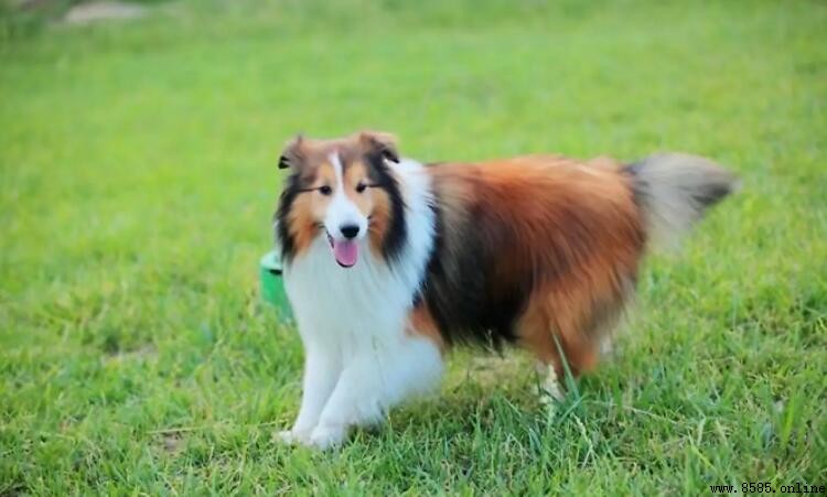 為什麼少有人養喜樂蒂？牧羊犬的養護挑戰解析