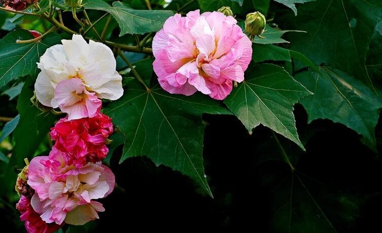 成都的市花是什麼花