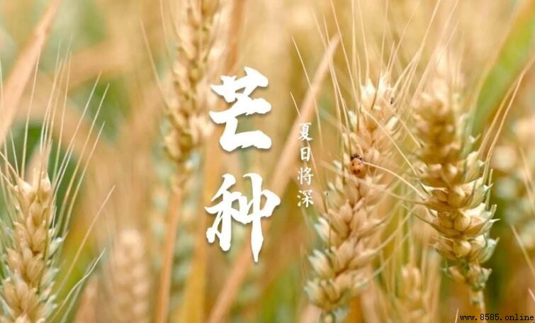 芒种发朋友圈好句子推荐