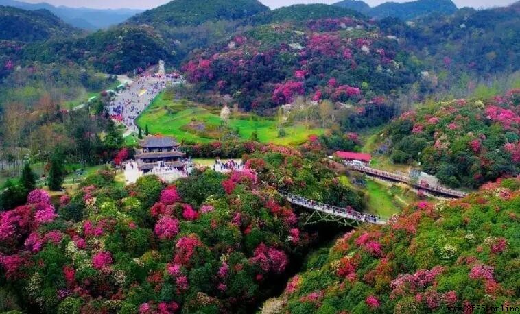 百里杜鹃最佳观赏时间:幾月?