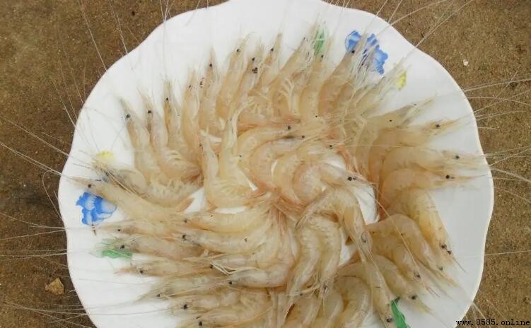 白米蝦是海蝦還是河蝦?解答來了