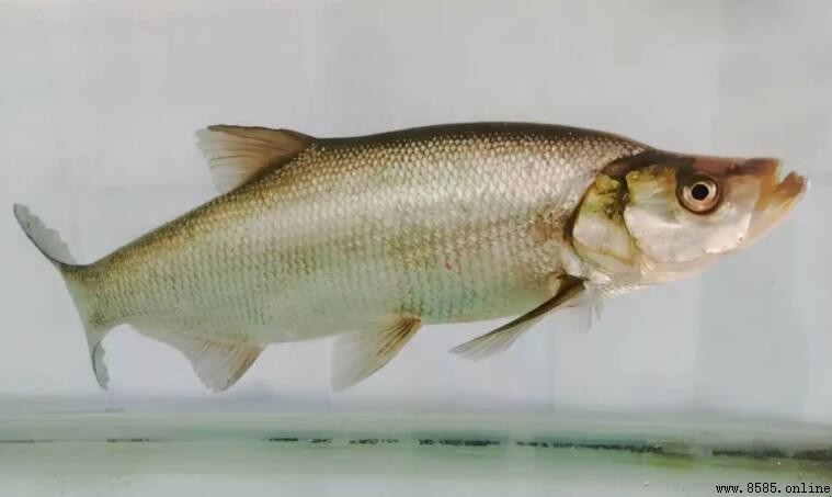 刁子魚和翹嘴魚的區別