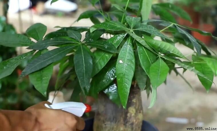 發財樹如何正確澆水？葉片與根部澆水要點解析