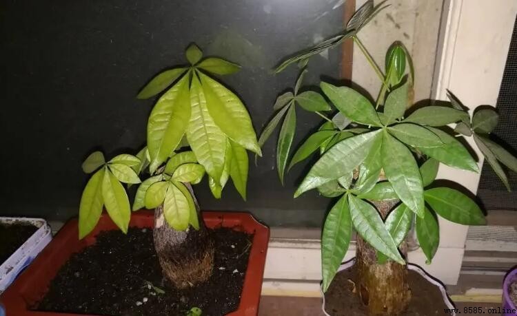 發財樹樹干變軟怎麼辦?原因對症處理與養護要點