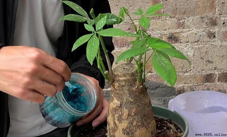 發財樹澆水過多：救護步驟與預防措施