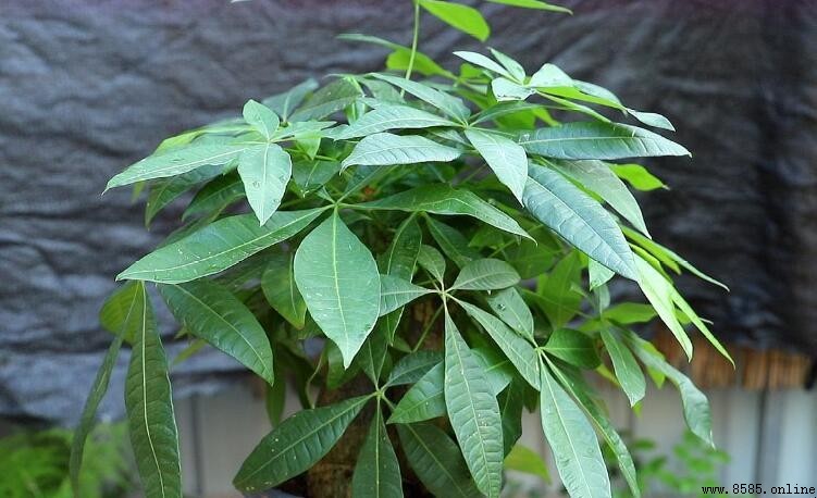 發財樹可以曬太陽嗎?