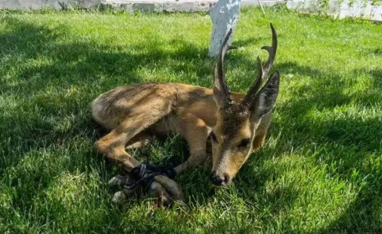 一級保護動物與二級保護動物的差異