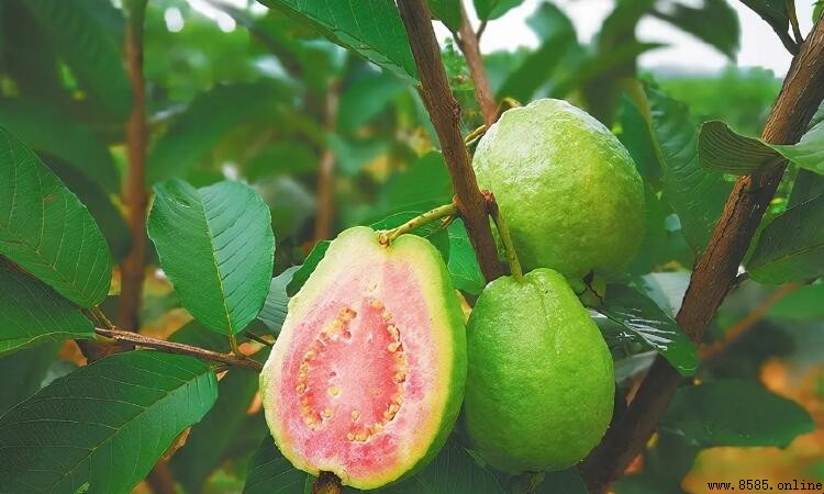 番石榴是熱性還是涼性？解析其性質與食用注意事項