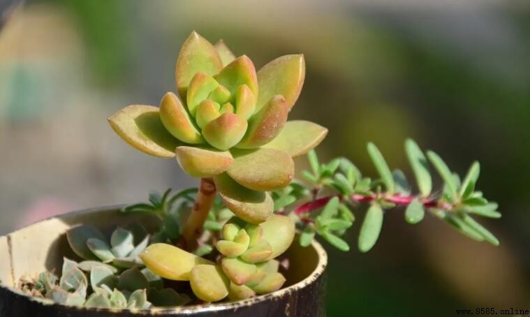 多肉植物多久浇一次水?四季養殖指南