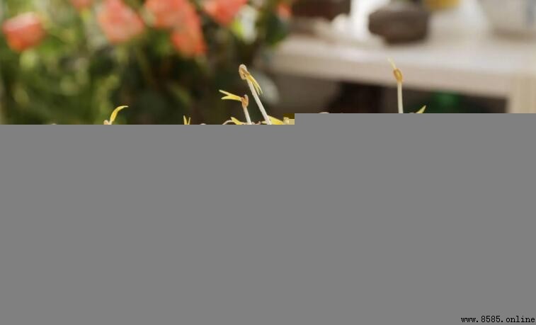 豆芽根能吃嗎？營養價值與食用建議