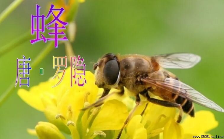 《蜂》屬於什麼類型的詩